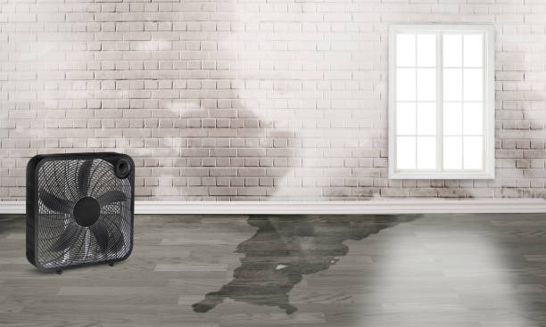 Best Water damage contractors near me  in Davis, CA